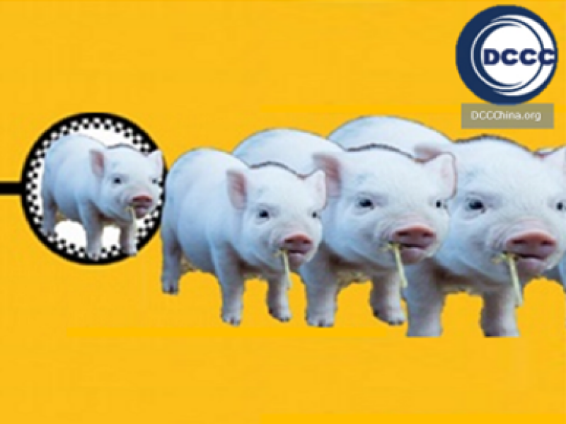 pork-china-imports-in-2021-reached-3-7-million-tons-record-pork-power-in-china