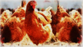 Poultry Chinese importers