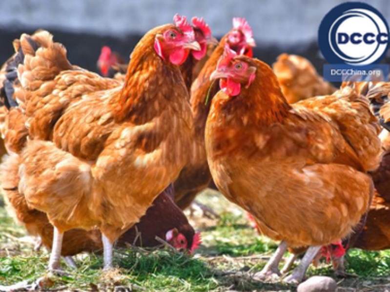 poultry-meat-china-imports-2021-highlights-with-statistics