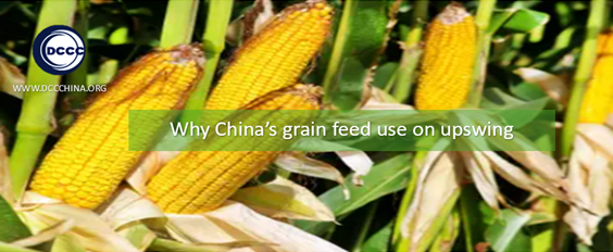 Why China’s grain feed use on upswing