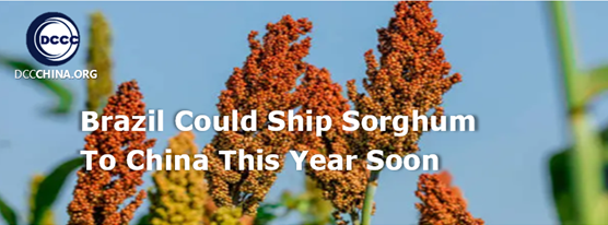 Brazil could ship sorghum to China this year soon, official says