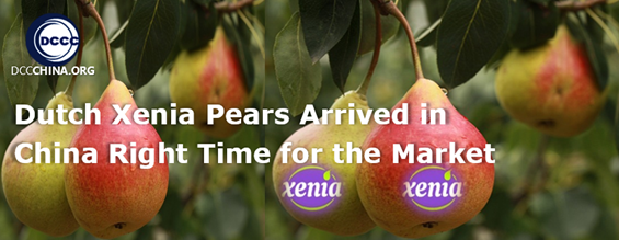 Dutch Xenia pears arrived in China right time for the market