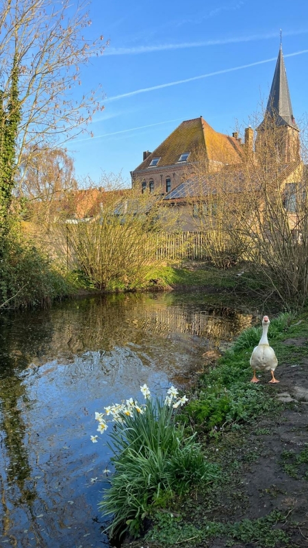 Een witte gans staat naast witte narcissen aan de oever van een vijver in het Vlaamse dorp Wulvergem, met op de achtergrond de Sint-Machutuskerk en De Pelgrim weerspiegeld in het water