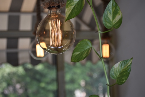Lamp met groene plant