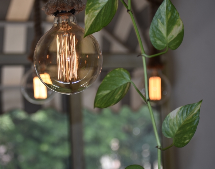 Lamp met groene plant