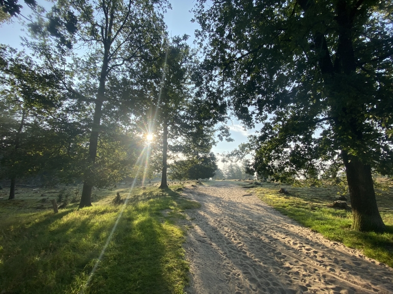 Bosrijke omgeving