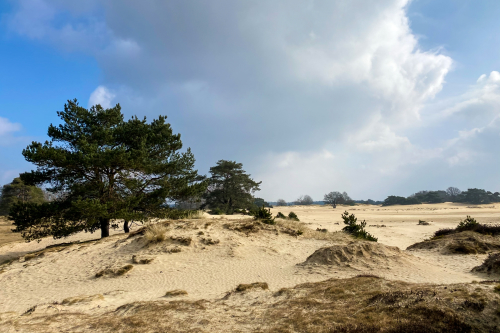 Groepsaccommodatie de Friese Ardennen nabij de Kale Duinen in Appelscha