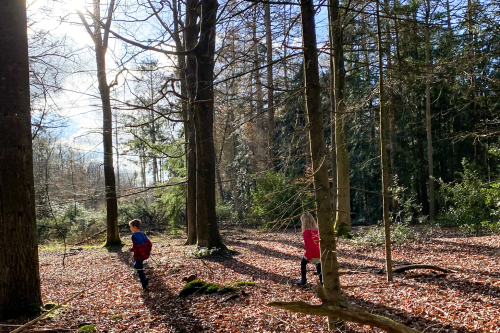 hut bouwen Drents-Friese Wold