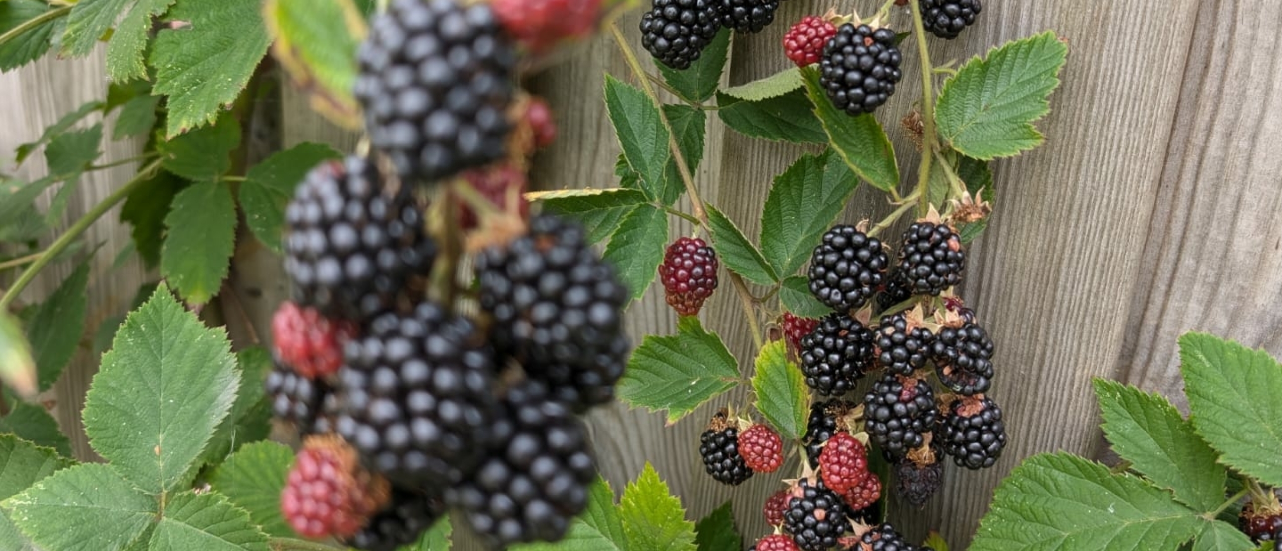 Bramenjam maken