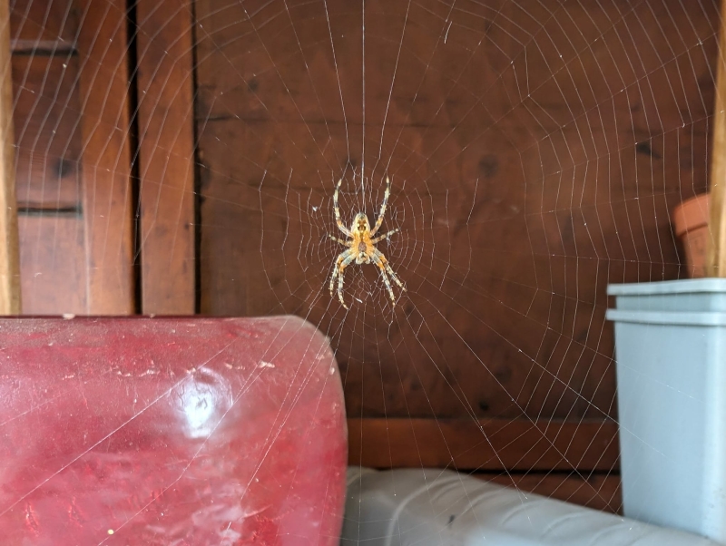 Spinneweb