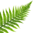 Varenblad icoon De Koru Stijl Varenblad icoon De Koru Stijl