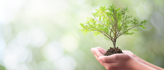Coaching Verdiepend en Verhelderend — diepgaand traject voor adviseurs