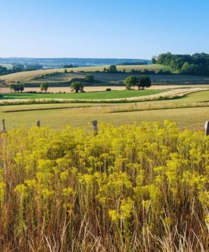 Landschap met weilanden en bossen rondom Slenaken, vlakbij De La Frontière Bed & Borrelbistro