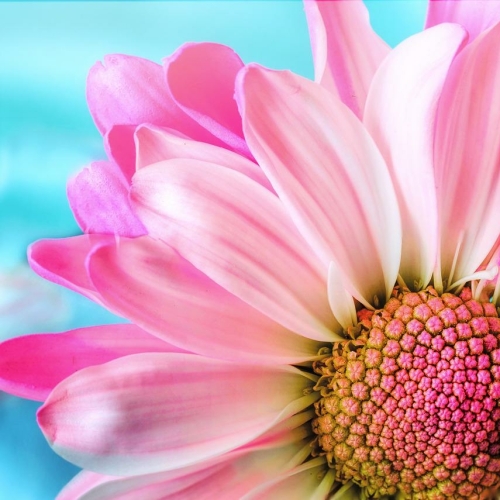 mooie roze bloem