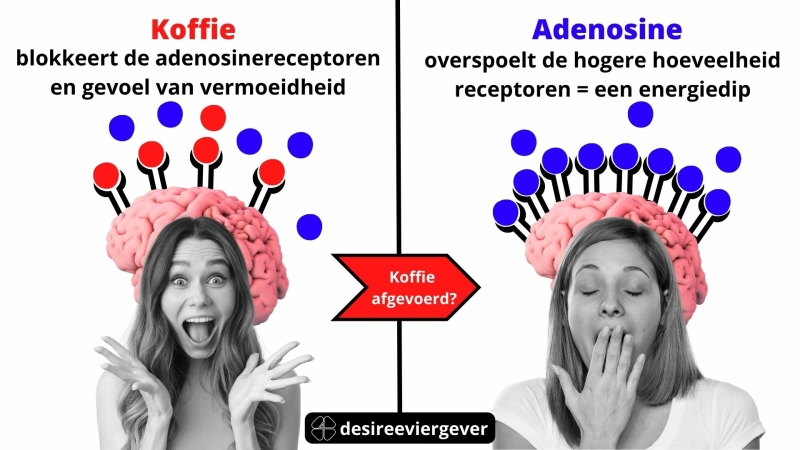 Koffie effect op adenosine en energiedip