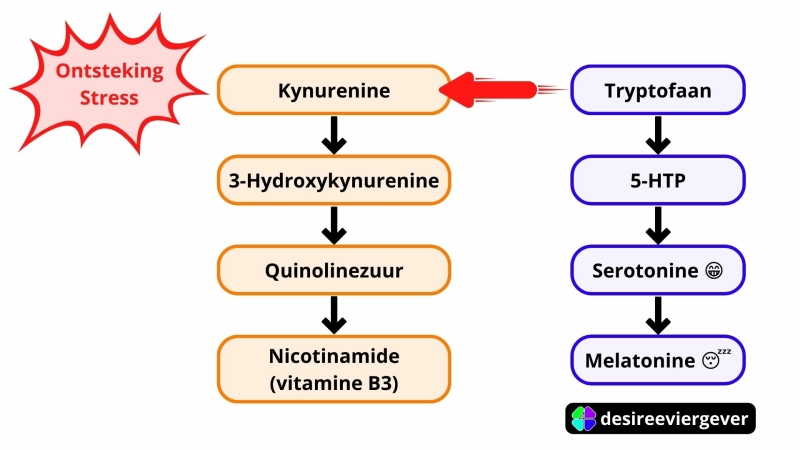 Tryptofaan gekaapt door ontsteking ten koste van serotonine en melatonine slaaphormoon