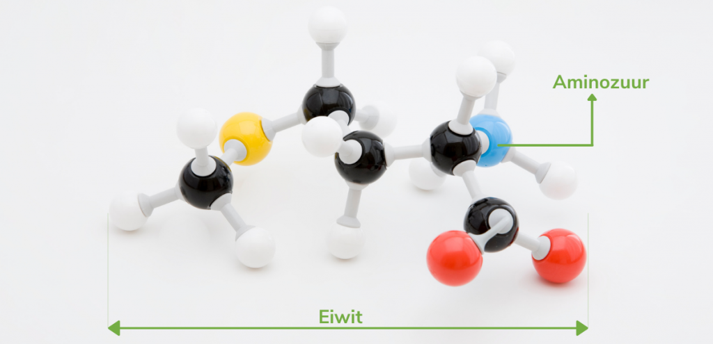 De bouw van eiwit