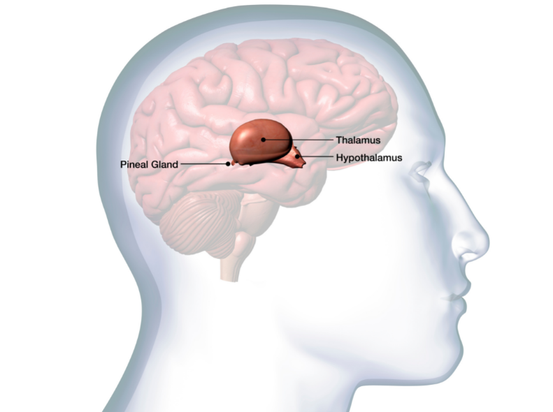 waarom-is-afvallen-zo-moeilijk-hypothalamus