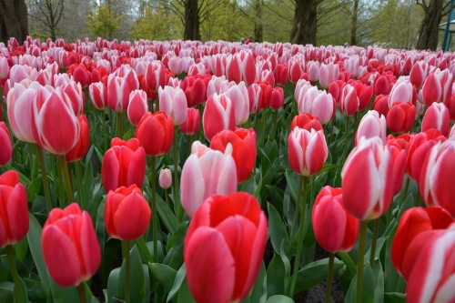 Bloemen in Lisse