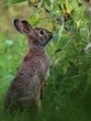 diabetes en de natuur