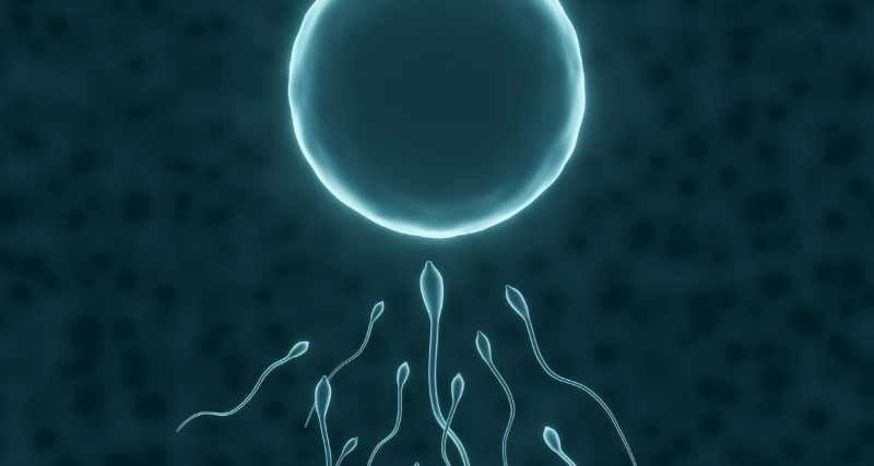 zaadcellen bevruchten eicel