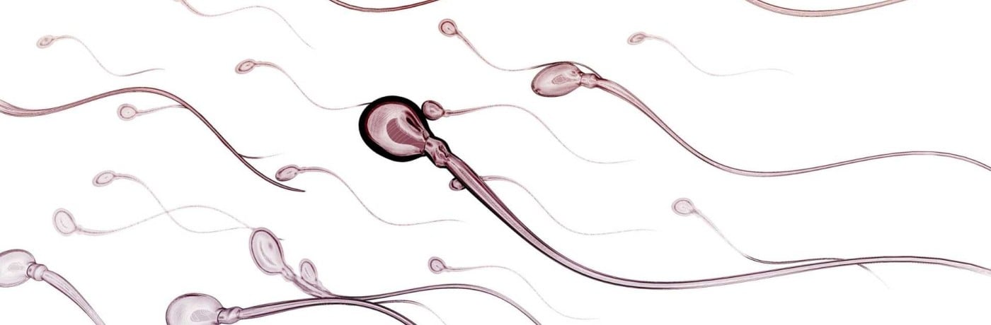 Sperma | DICHA - Bewust van lichaam en vruchtbaarheid