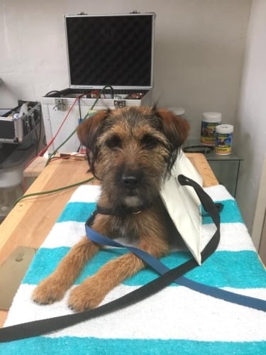hond op tafel voor bioresonantie therapie bij Dierenconsult