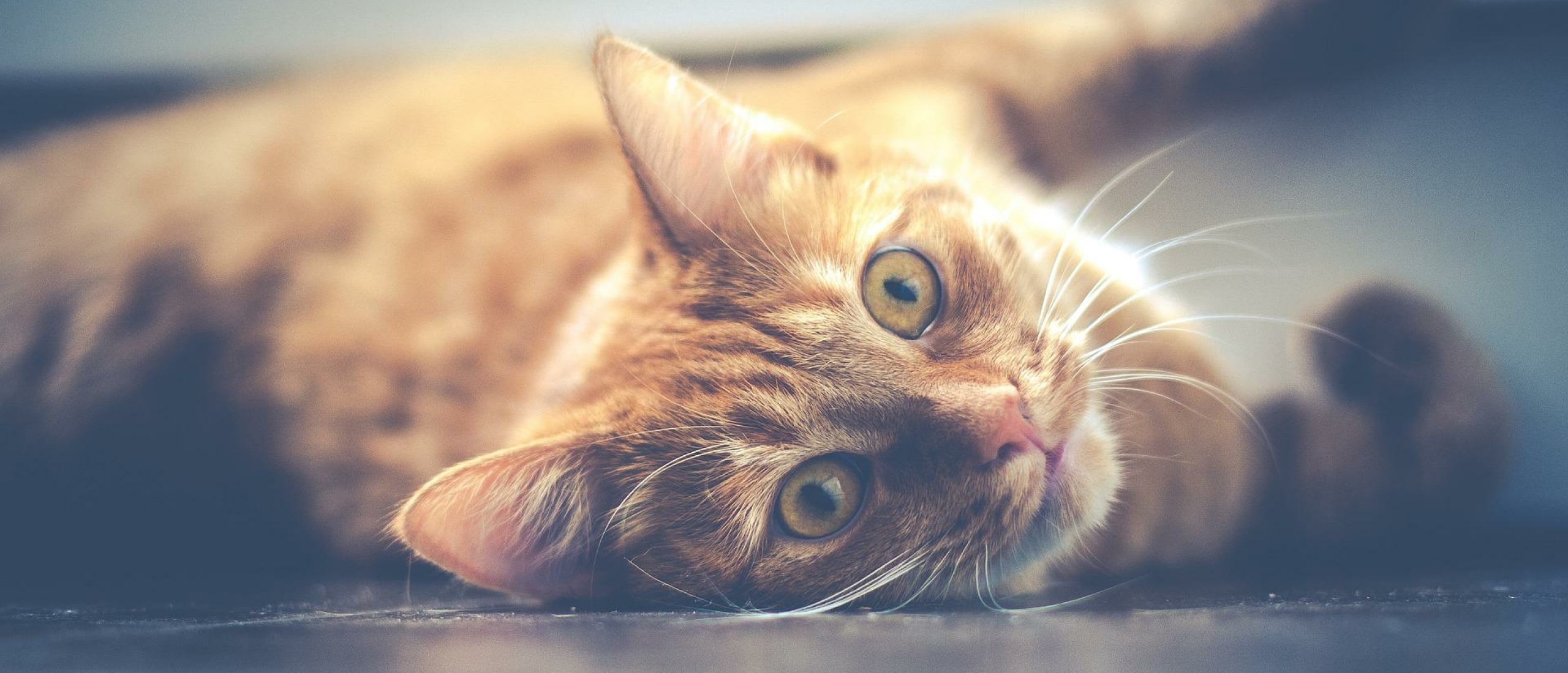 De 5 meest voorkomende klachten bij katten