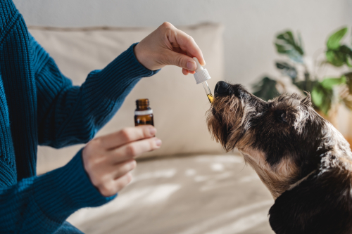 hond krijgt homeopathie druppels toegediend