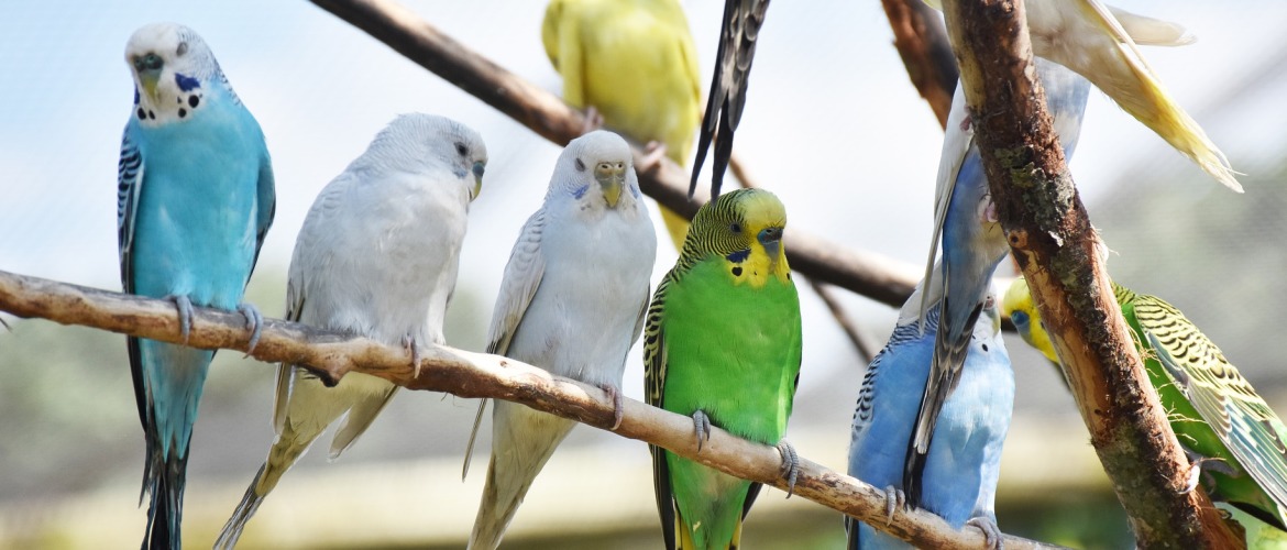 Aanschaf van een vogel