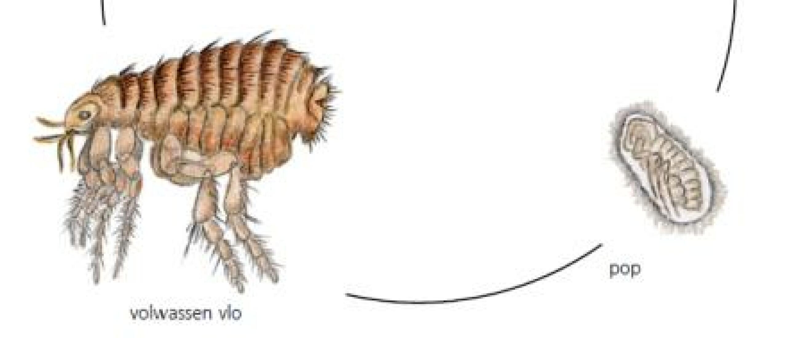 Ook in de winter ontvlooien