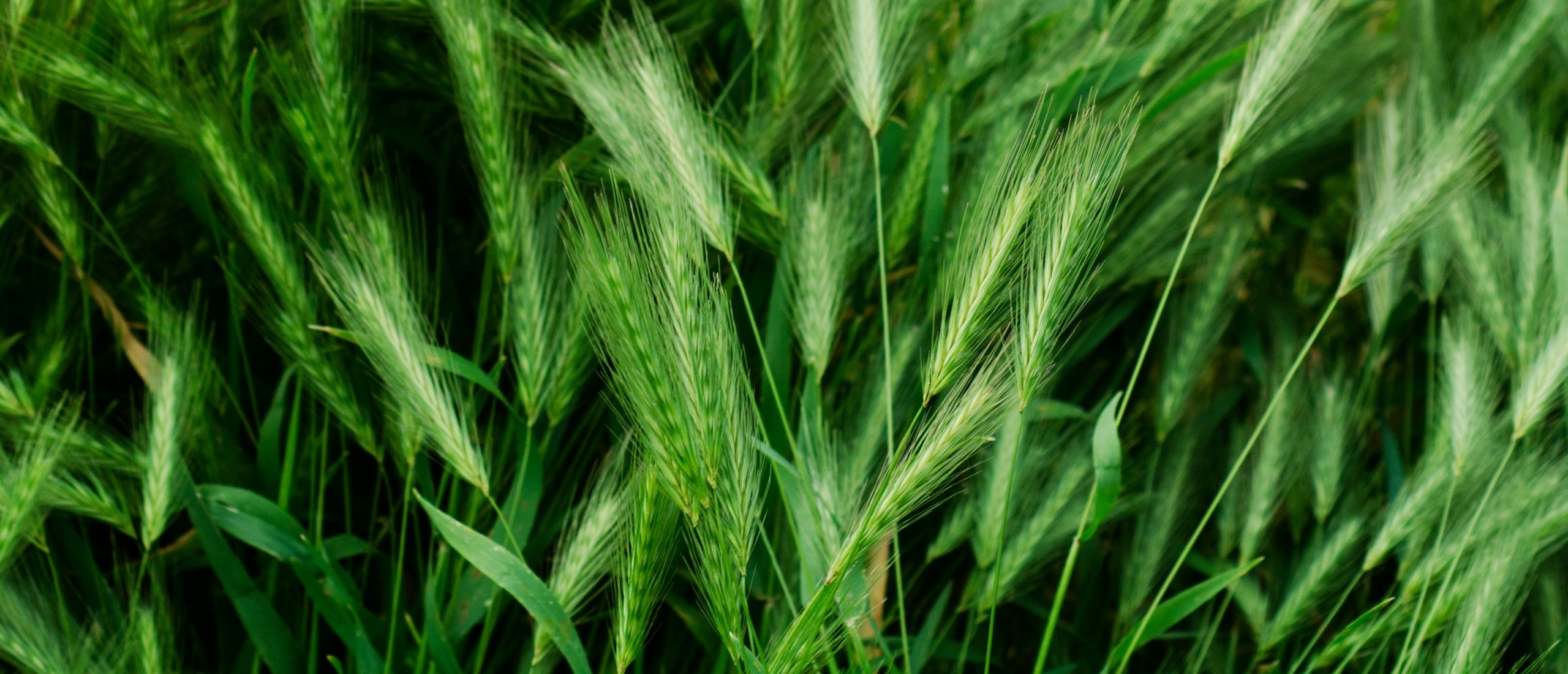 Gras en grasaren