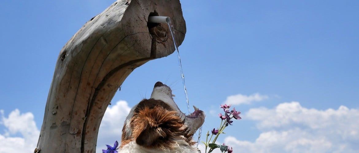 Drinkt uw hond wel genoeg op warme dagen?