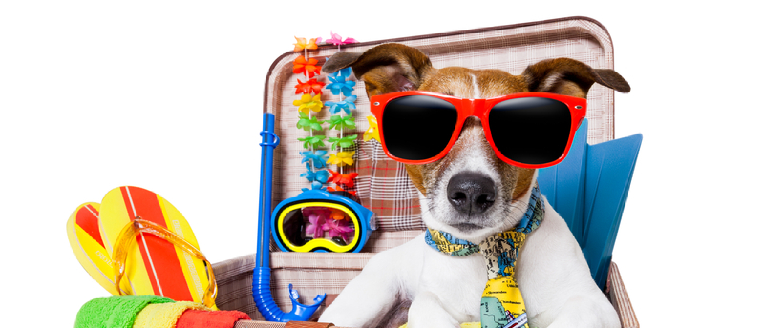 Gaat uw huisdier mee op vakantie?