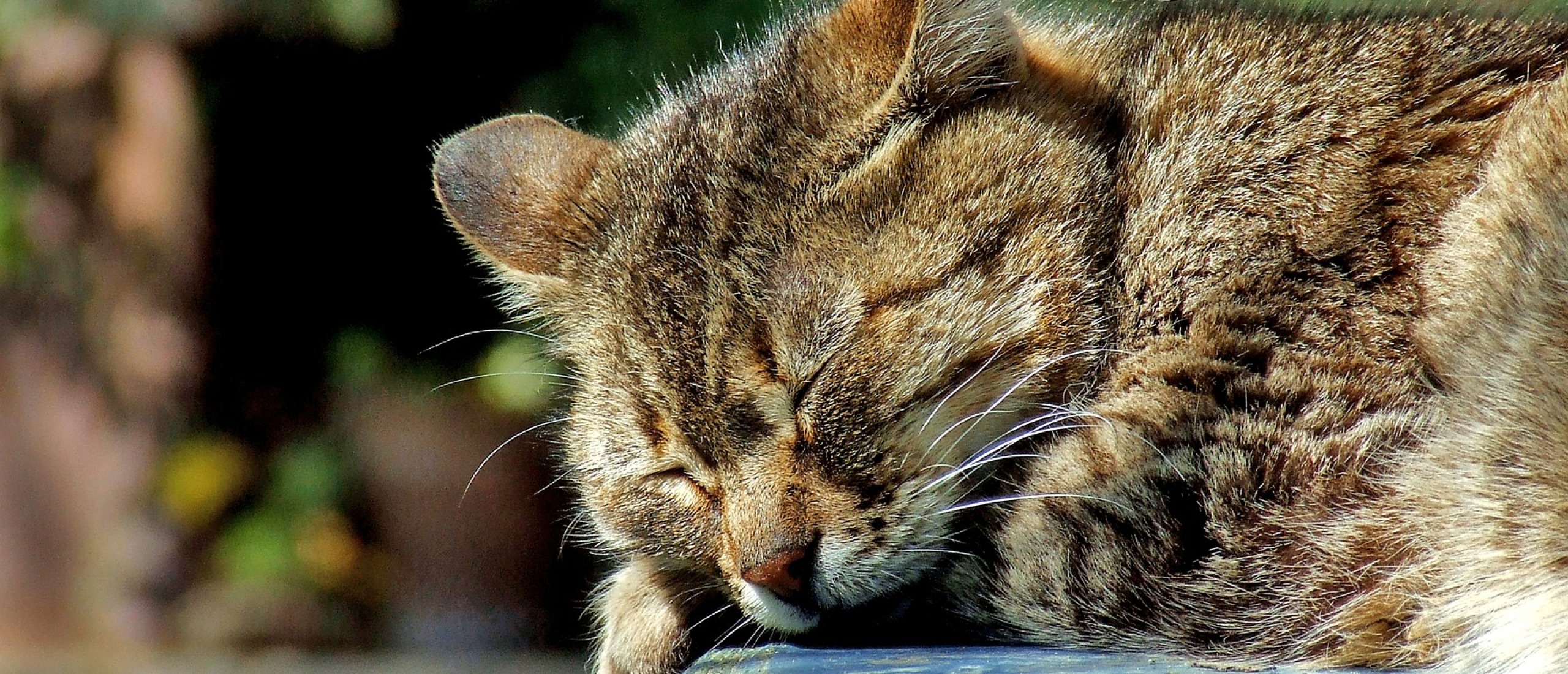 Is uw kat 7 jaar of ouder?