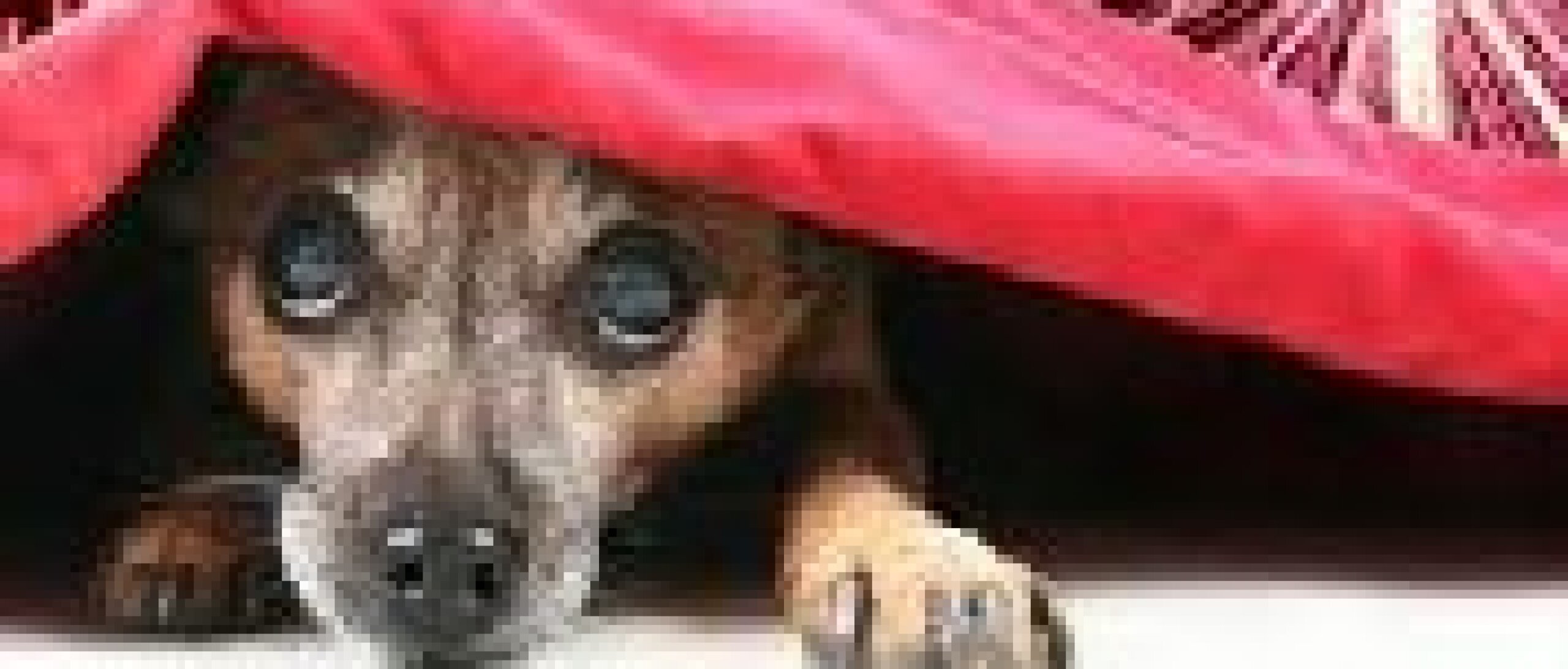 Vuurwerkangst bij hond en kat