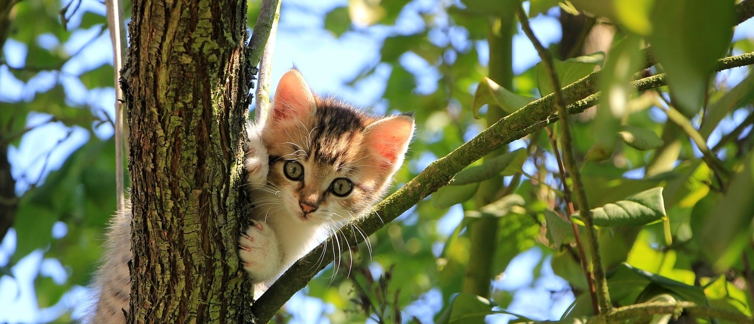Een perfecte start: Tips van de dierenbescherming voor de beste voorbereiding bij de aanschaf van een kitten.