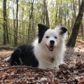 hond in het bos op de bladeren