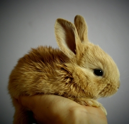 bruin schattig konijntje in de hand.