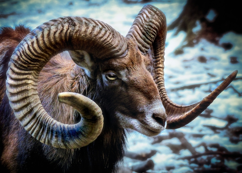 Mouflon schaap ram