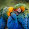twee relaxende ara papegaaien.