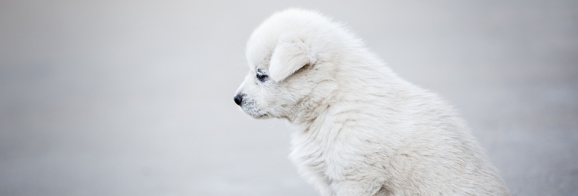 Eenzame witte pup