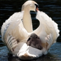Zwaan met baby op de rug tijdens het zwemmen.
