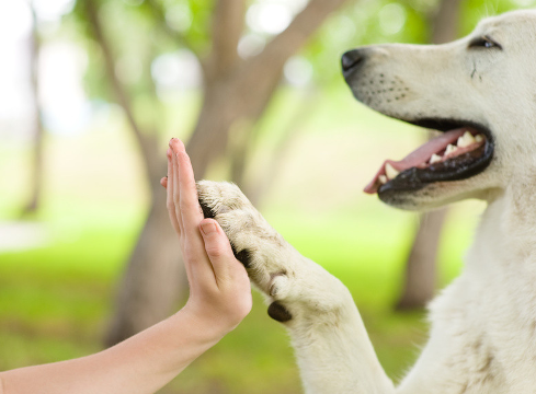 49 redenen om met Dieren te Communiceren
