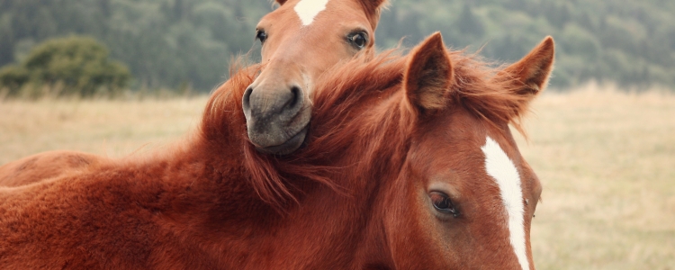 Telepathisch contact met je paard maken