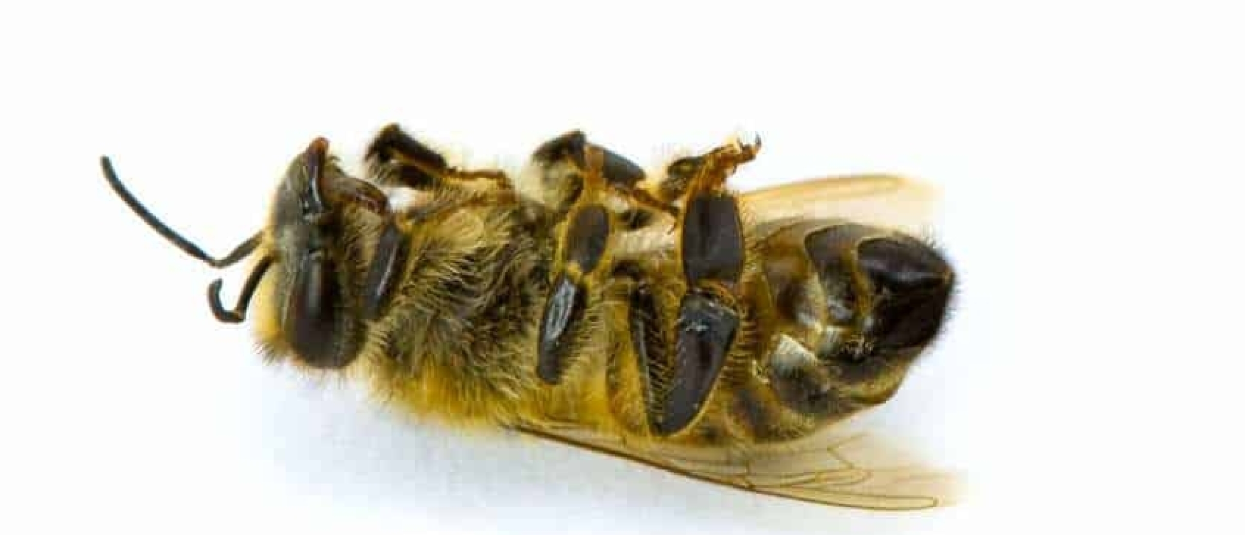 Bijensterfte voorlopig halt toegeroepen