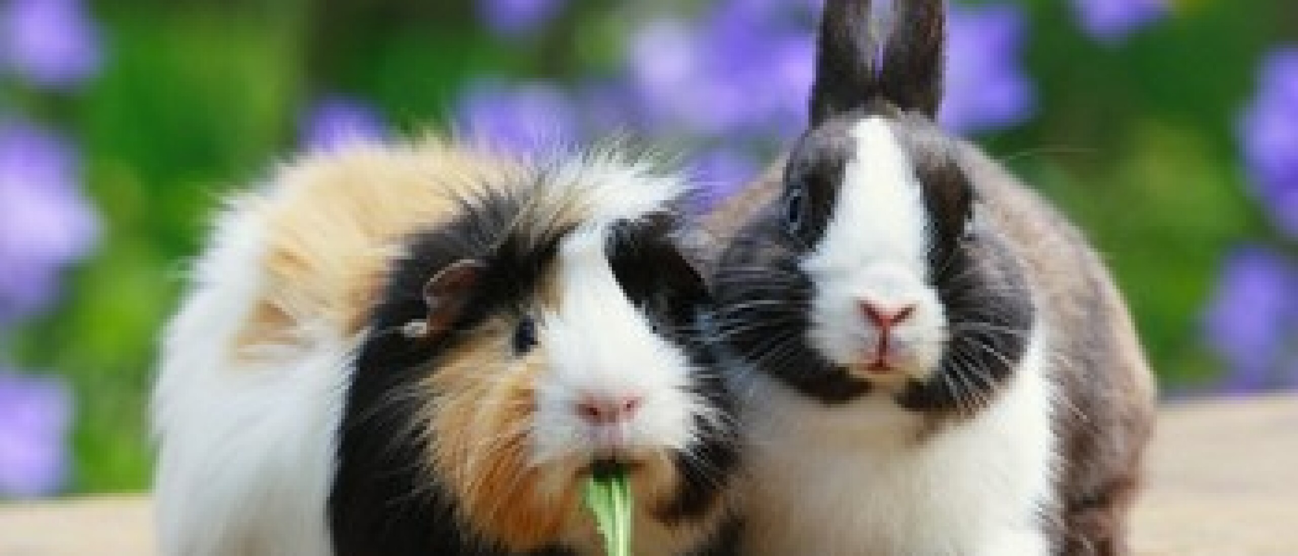 Caviavoer vs konijnenvoer