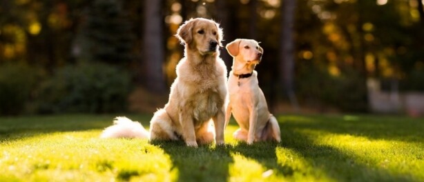 Waar moet je aan denken als je een oude hond uit het hondenasiel haalt?