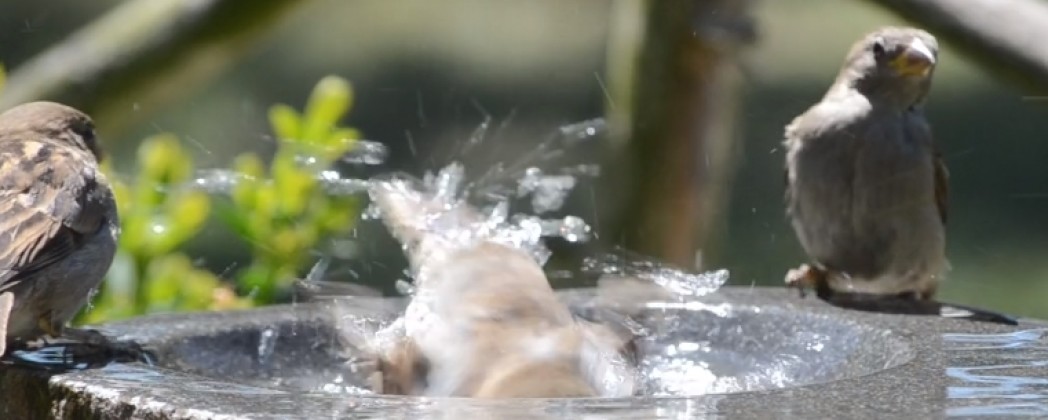 Badderende vogeltjes van dichtbij