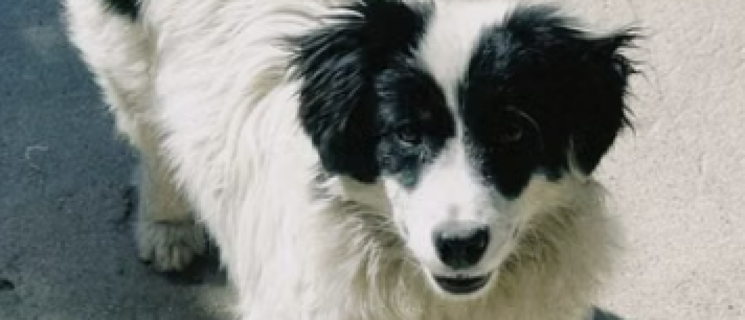 Rescuehond Coco uit Griekenland: van blinde paniek naar rust in vier bloesemmixen